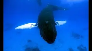 Humpback mum bringing baby close to snorkelers