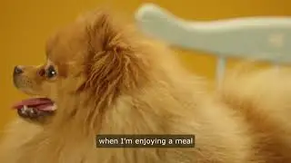 What Your Dog's Food Preferences Reveal About Their Personality,#DogFoodInsights,  #PetNutrition,