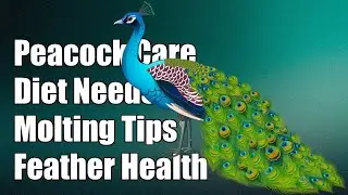 What are the dietary needs of a peacock during molting?