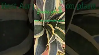 🌱 🐍 Snake Plant Care |🍃 गार्डनिंग की शुरुआत किस पौधे से करें ।🌿#shorts