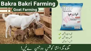 Goats feed management explained in details | bakriyoon ki khurak | goats farming | UsmanpindVlogs