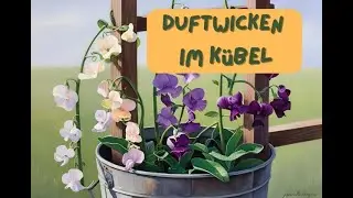 Duftwicken im K&uuml;bel - Teil 1