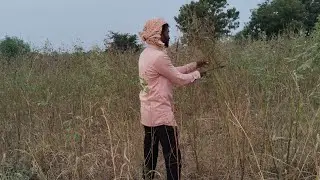 Indian Farmer's Hard Work | Harvesting Dry Crops in Rural Village Field