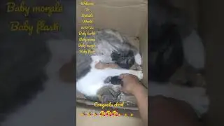 Welcome to world, 020722,baby turble, baby mimie, Baby morple, Baby flash