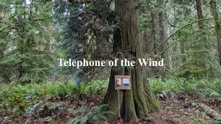 Telephone of the Wind in Olympia, Washington