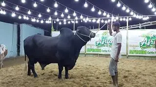 Kalaa BADSHAH of Afridi Cattle Farm | Huge Collection of Heavy Big Bulls at Bakra Eid