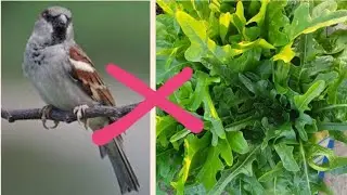 Passarinhos comem as verduras da horta ◇ O QUE FAZER? ◇ Veja que ideia INCRÍVEL!!!!