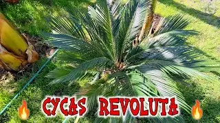 Cycas revoluta - Sagowiec odwinięty 🔥 Nie uprawiać cały rok w domu ! Poradnik ogrodniczy 👍
