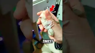 Самые крошечные детеныши животных, которых вы никогда раньше не видели! 😍🤏