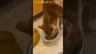 11/1 middag 🍀🙏❤️🥘🐈&zwj;⬛🥘🐈❤️🍀❣️🥰😘😍😻❤️☘️😻😘
