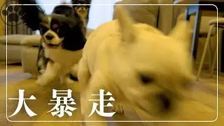 一度スイッチが入ったフレブルを止めるのは不可能です😂
