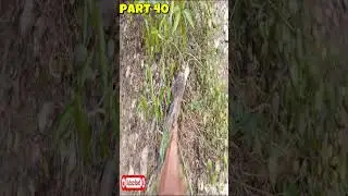 Back to the Forest of My Childhood | Aunty Home and Village Life