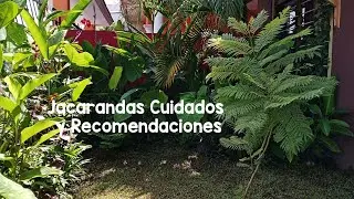 jacaranda cuidados I recomendaciones.