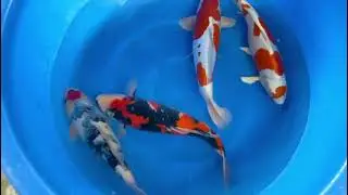 Unikoi - Japanse koi kopen - YAG-002/2024