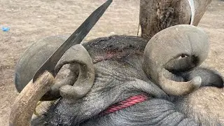 Trimming best try i #reshaping #horng 