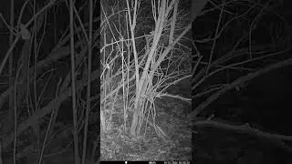 Badger Caught On Trail Camera 🦡