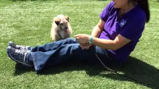 Sarah Leigh, an adoptable dog