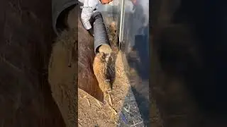 wild rabbit farm #animals #wildlife #hunting