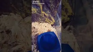 Feeding Charlotte - Red Knee Tarantula