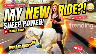 Girl Sheep Riding  #sheepriding 羊に乗る montando ovejas Schafreiten езда на овцах 騎羊 양 타기