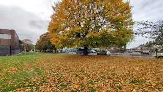 London Fall - Colourful Walk in London Parks