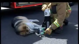Oxygen Masks For Pets - The 6 - Made In Bristol TV