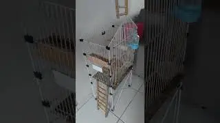 Catinho das  calopcitas Fred,Calixto e Nina
