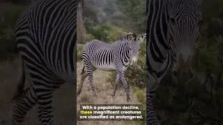 Why the Grevy&rsquo;s Zebra is Unlike Any Other! #grevyszebra #zebras #africananimals