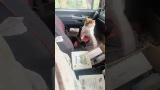 Kitty Showdown: Cats Turn Car Ride Into a Wrestling Match!🐱💪 #cat #shorts  #cute #kitten #funnycats