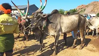 Adoni black Cart Oxesh videos. // Adoni black Cart Oxesh videos 