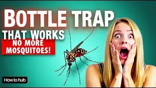 No More Mosquitoes! DIY Trap That Works Overnight