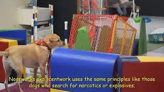 Noseworks 2020