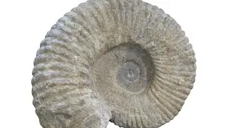 Biostratigraphy