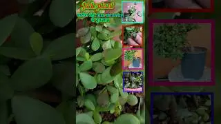 Jade plant बारिश और Over watering के sideeffect.. #jadeplant #overwater #shorts #sideeffects