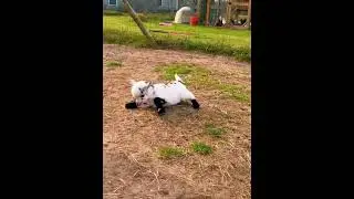 The Most Playful Baby Goat You&rsquo;ve Ever Seen! #cutefarmanimal #animals #cute