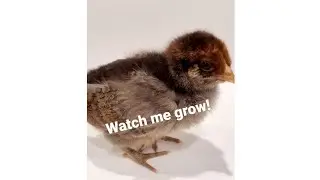 Chicken growth time-lapse - (brown/grey Easter Egger)