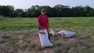 Economical deep bedding for our pigs