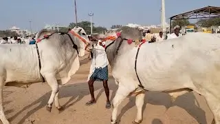 పెబ్బేరు సంతలో 2 పళ్ళ కోడెల రేట్లు-bulls prices in pebbair market-pebbair cattle market-bull-part 2