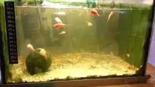 Triops Australiensis Queensland z&uuml;chten bei Zimmertemperatur