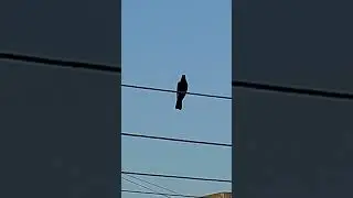 Asian Koyal Bird Song #koyel #koel #trending #birds