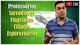 Protozoários 2 Sarcodíneos, Flagelados, Ciliados e Esporozoários