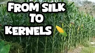 Maximizing Corn Yield During the Reproductive Stage