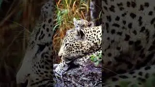 Mother Leopard And Her Tiny Cub (Sound Of Safari)