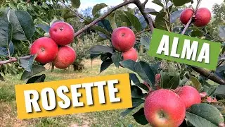 Rosette (Discovery) alma
