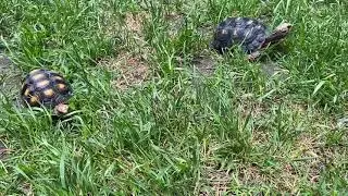 How to properly and safety soak your red foot tortoise.