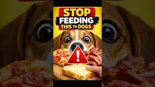 STOP Feeding This to Dogs
