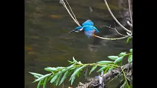 Kingfisher, River Kelvin, Glasgow...Nikon D500/Sigma 150-600mm Contemporary.