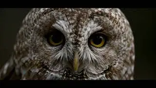 urban ecosystem : Tawny Owl in the City