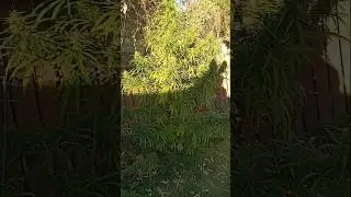 auto flower 3.5/5