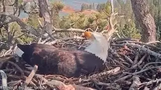 Majestic Eagles Unite  Crafting a Nest of Harmony #funny